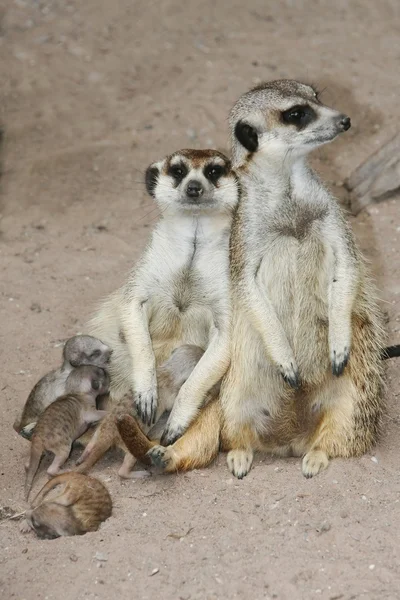 Meerkat οικογένεια με βρέφη — Φωτογραφία Αρχείου