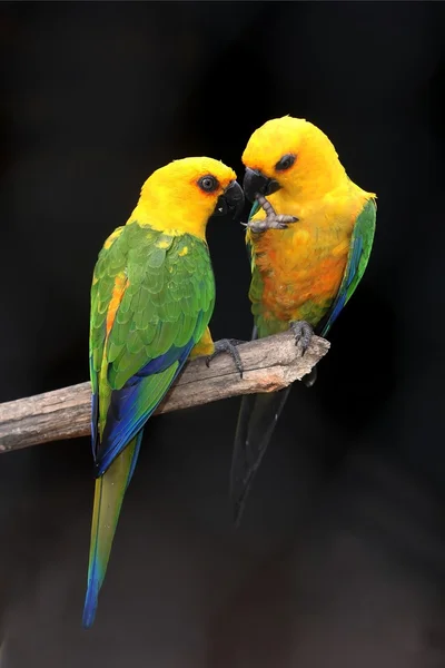 Para papug — Zdjęcie stockowe