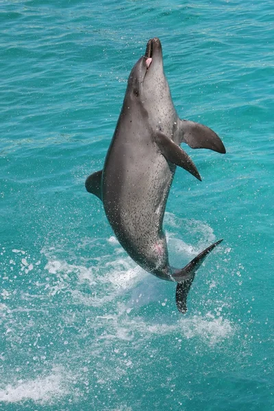 海豚飞跃 — 图库照片