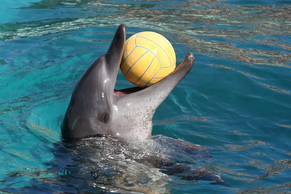 Golfinho brincando com bola — Fotografia de Stock