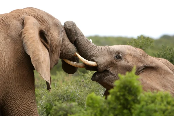 Elephant Fight — Stock Photo, Image