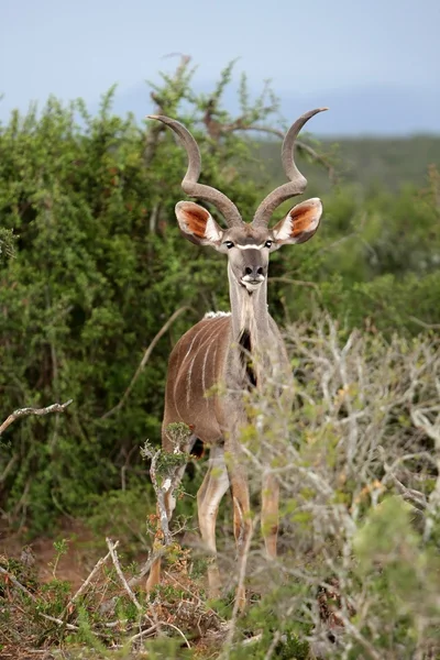 Kudu-Antilopenmännchen — Stockfoto