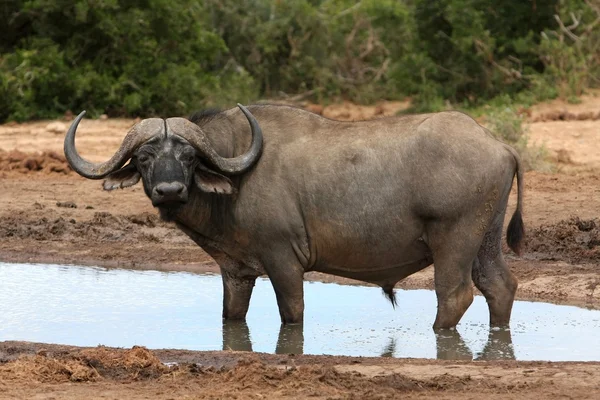 Kaapse buffels stier — Stockfoto