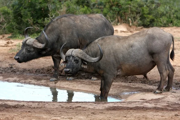 Buffalo dvojice - africký — Stock fotografie