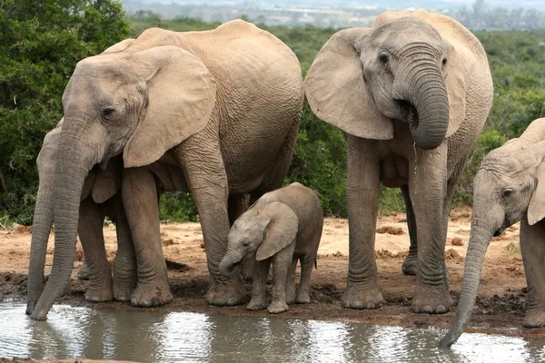 非洲大象家庭组 — 图库照片