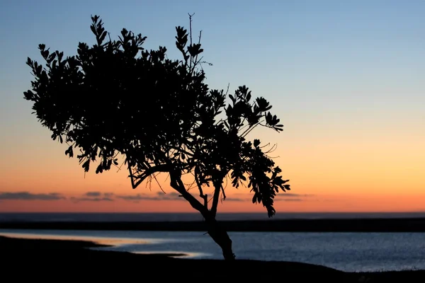 Solnedgång träd silhouette — Stock fotografie