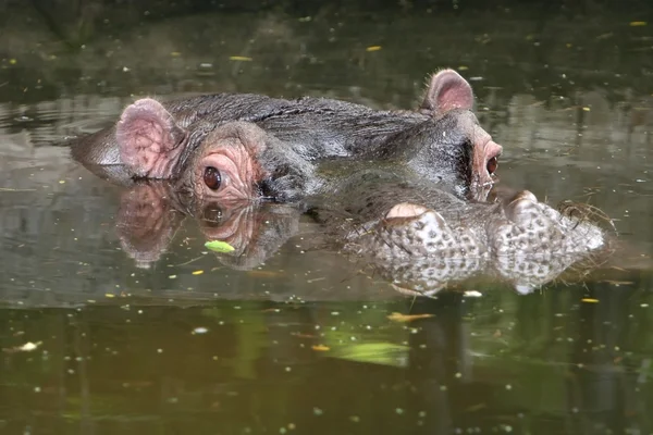 Hipopótamo en el río Murky —  Fotos de Stock