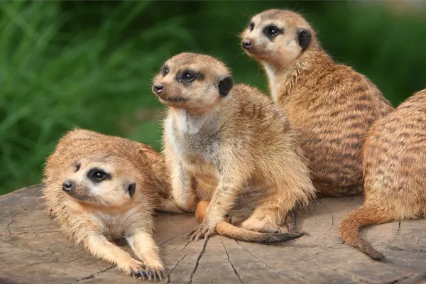Meerkat сім'ї — стокове фото