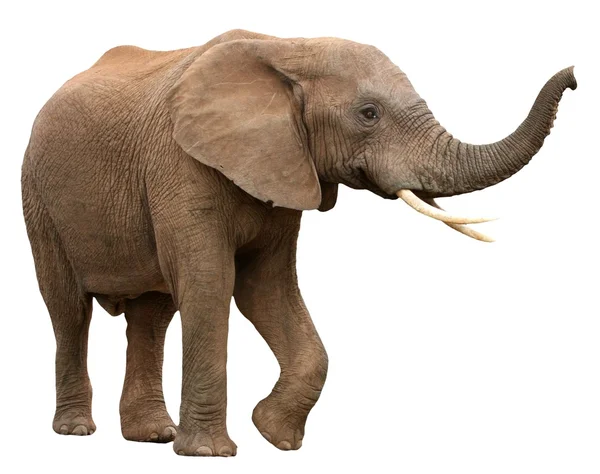 Afrikanischer Elefant isoliert auf weißem Grund Stockfoto
