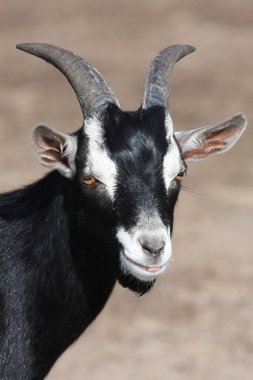 Black Goat Portrait