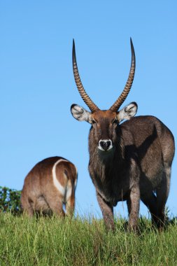 waterbuck ön ve arka