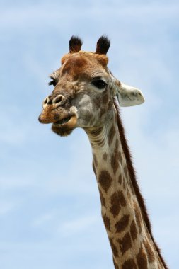 Giraffe Portrait clipart