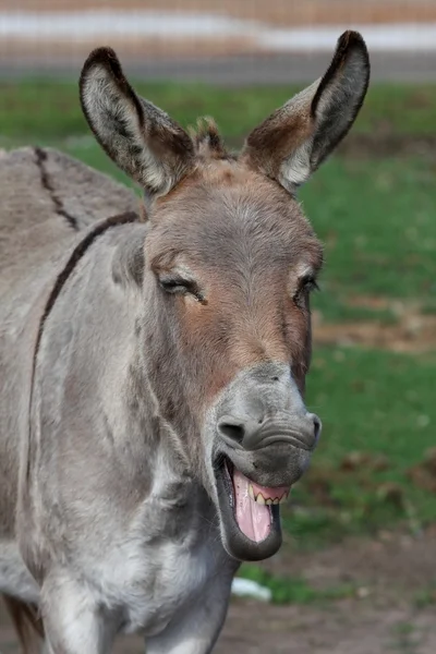 Laughing Donkey — Stock Photo, Image