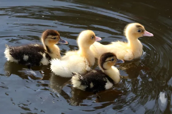 귀여운 ducklings 수영 — 스톡 사진