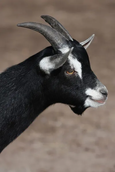 Retrato de cabra preta — Fotografia de Stock