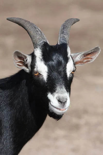 Retrato de cabra preta — Fotografia de Stock