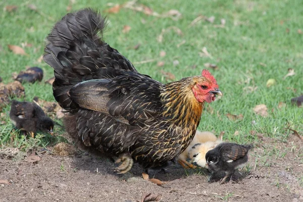 Курица и цыплята — стоковое фото