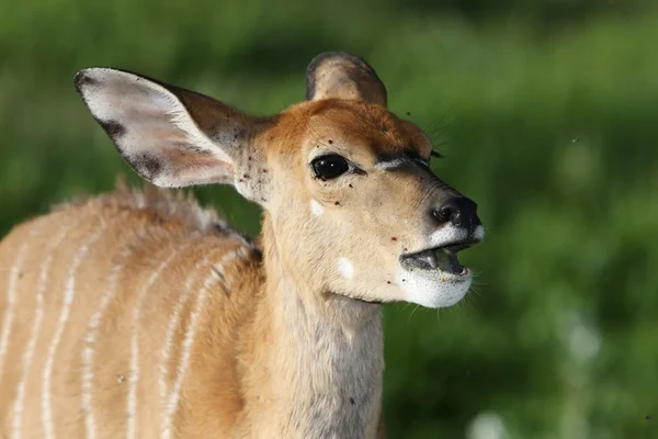 Nyala Antelope Mangiare — Foto Stock