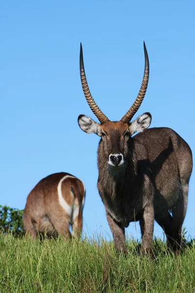 Waterbuck Front and Rear — Stock Photo, Image