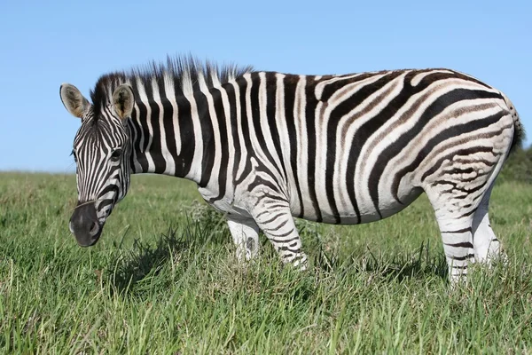 Zebra — Stok Foto