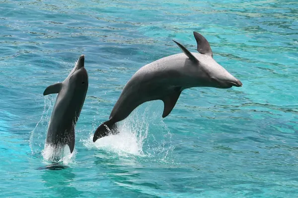 海豚跳跃 — 图库照片