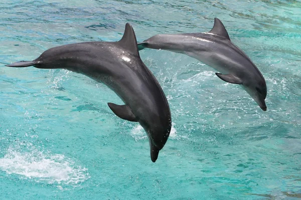Дельфіни, стрибки — стокове фото
