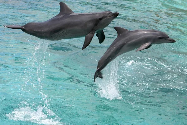 Delfini che saltano — Foto Stock