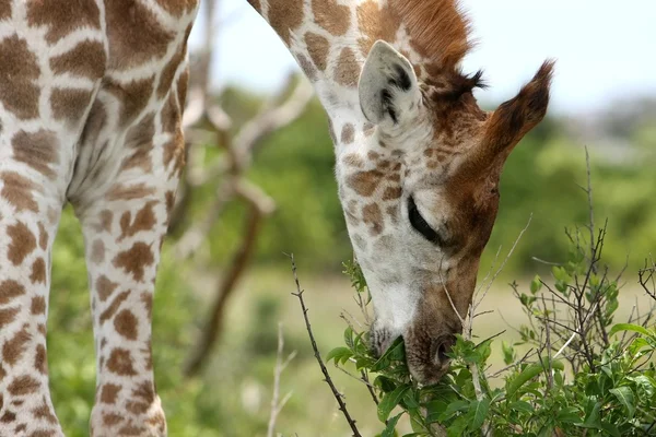 Girafa comendo folhas — Fotografia de Stock