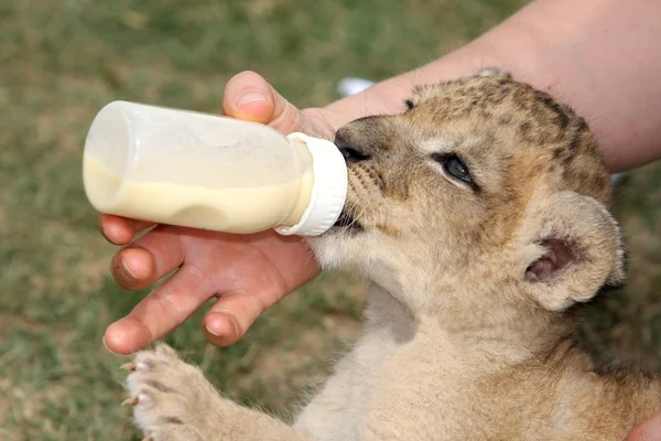 狮子 cub 饮水瓶 — 图库照片