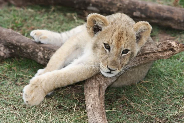 Lion cub pihentető — Stock Fotó