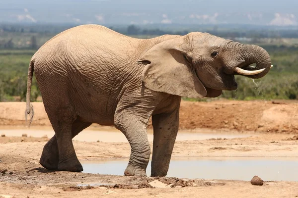 非洲大象喝 — 图库照片