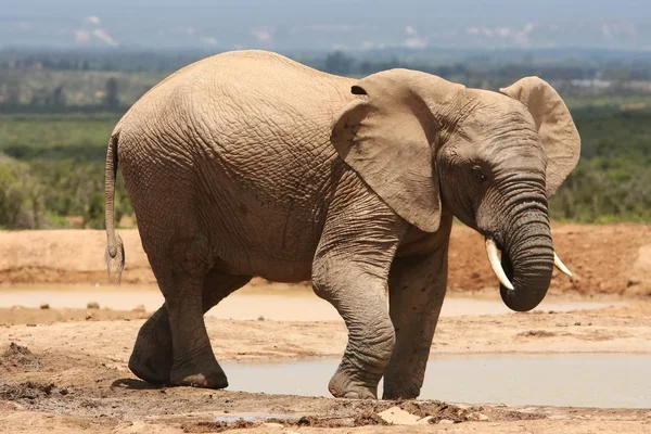 Elefante africano — Fotografia de Stock