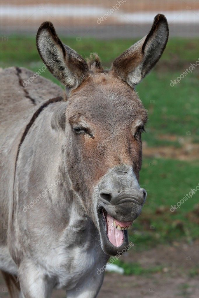 depositphotos_2402370-stock-photo-laughing-donkey.jpg