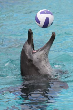Dolphin ball oyunu