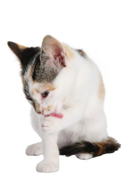 Kitten Grooming clipart