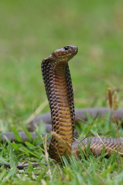 Cape Cobra Snake clipart