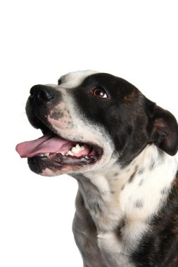 Terrier Dog Portrait clipart