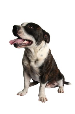 Staffie Dog Portrait clipart