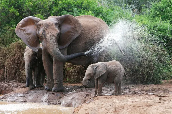 Água de pulverização de elefantes — Fotografia de Stock