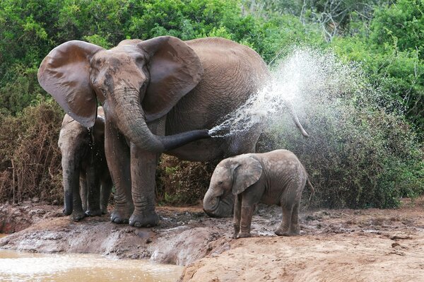 Вода для распыления слонов
