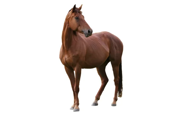 Braunes Pferd isoliert — Stockfoto