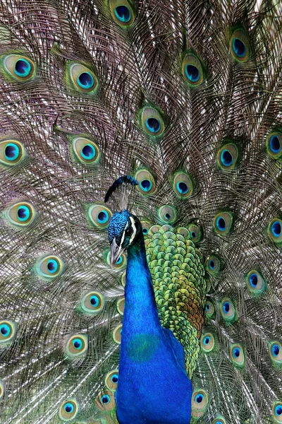 Exhibición del pavo real —  Fotos de Stock