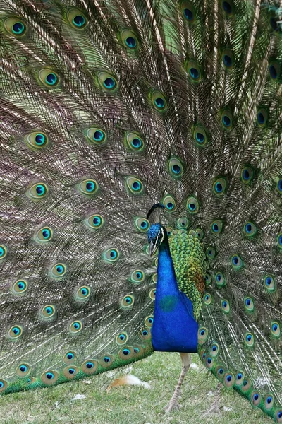 Hint tavuskuşu — Stok fotoğraf