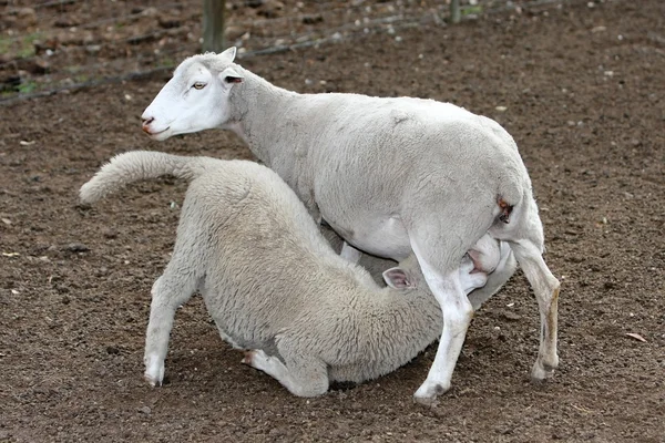 羊羊 — 图库照片