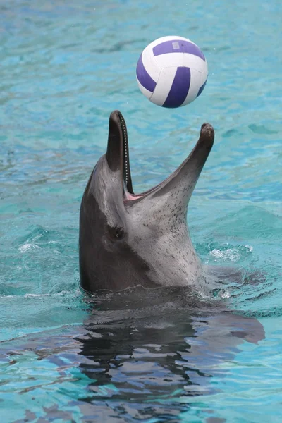 Dolfijn balspel — Stockfoto