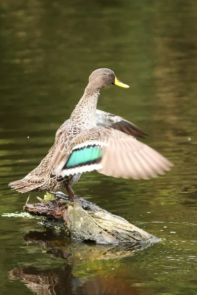 Mallard Duck Portrait — Stock Photo, Image