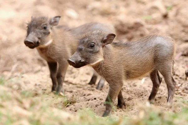 Warthogs bebés — Fotografia de Stock