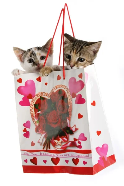 stock image Kittens in a Bag