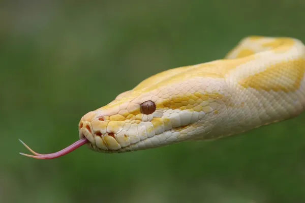 Birmy python węży — Zdjęcie stockowe