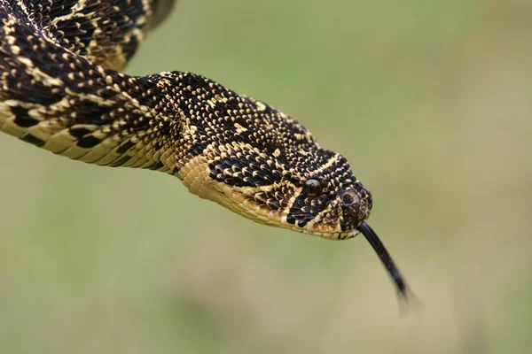 Puffadder yılan — Stok fotoğraf